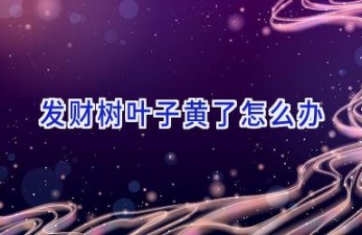 发财树叶子黄了怎么办