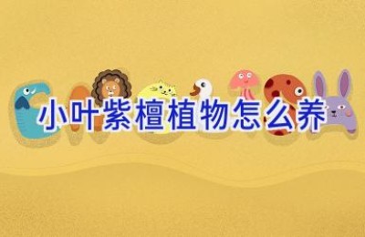 小叶紫檀植物怎么养