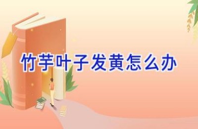 竹芋叶子发黄怎么办