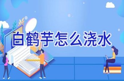 白鹤芋怎么浇水