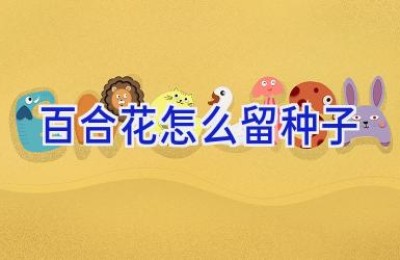 百合花怎么留种子