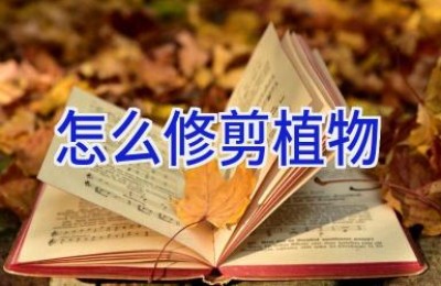 怎么修剪植物