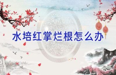 水培红掌烂根怎么办
