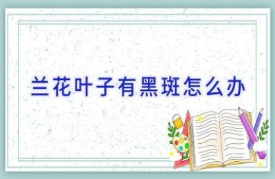 兰花叶子有黑斑怎么办