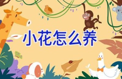 小花怎么养