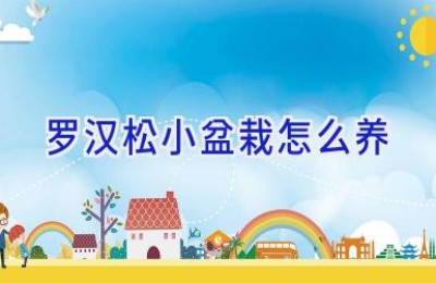 罗汉松小盆栽怎么养