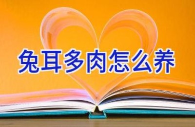 兔耳多肉怎么养