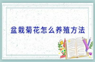 盆栽菊花怎么养殖方法