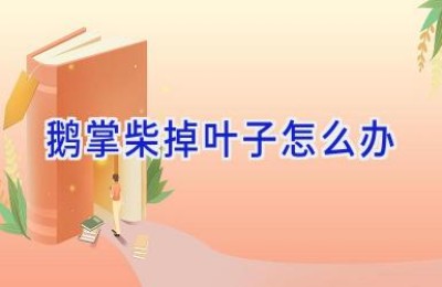 鹅掌柴掉叶子怎么办