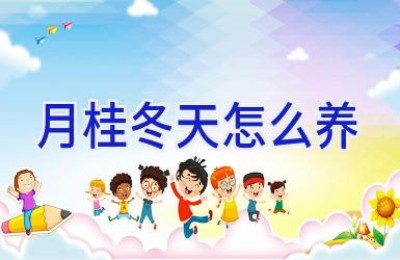 月桂冬天怎么养
