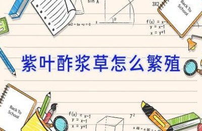 紫叶酢浆草怎么繁殖