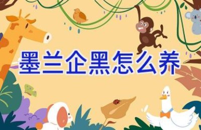 墨兰企黑怎么养