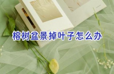 榕树盆景掉叶子怎么办