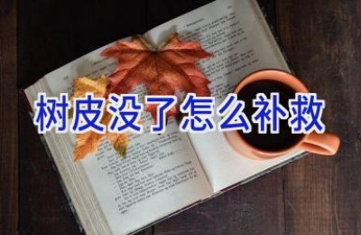 树皮没了怎么补救