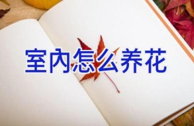 室内怎么养花