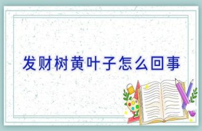 发财树黄叶子怎么回事