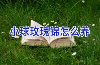 小球玫瑰锦怎么养