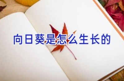 向日葵是怎么生长的