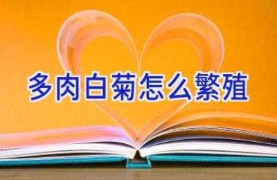 多肉白菊怎么繁殖