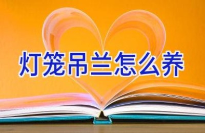 灯笼吊兰怎么养