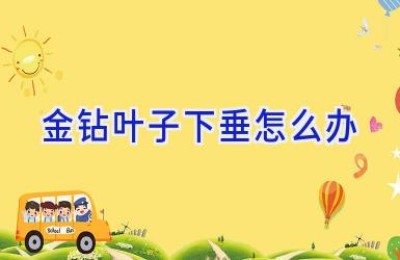 金钻叶子下垂怎么办