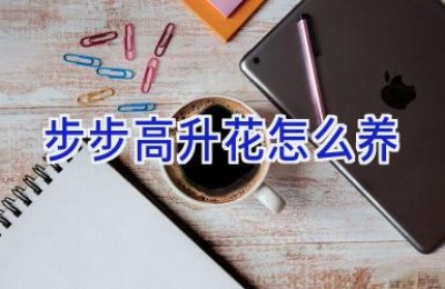 步步高升花怎么养