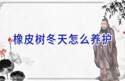 橡皮树冬天怎么养护