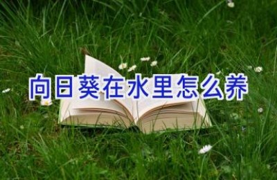 向日葵在水里怎么养