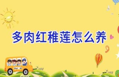 多肉红稚莲怎么养