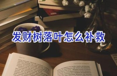 发财树落叶怎么补救