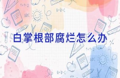 白掌根部腐烂怎么办