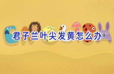 君子兰叶尖发黄怎么办