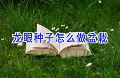 龙眼种子怎么做盆栽