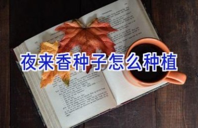 夜来香种子怎么种植