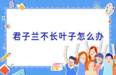 君子兰不长叶子怎么办