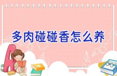 多肉碰碰香怎么养