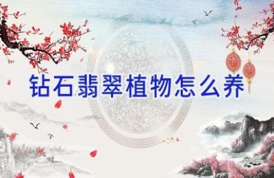 钻石翡翠植物怎么养