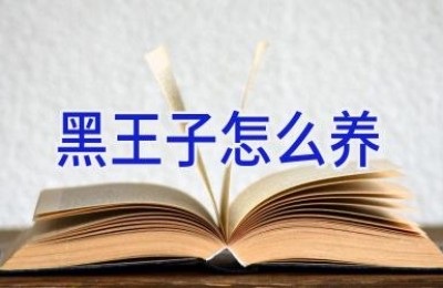 黑王子怎么养