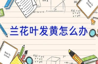 兰花叶发黄怎么办