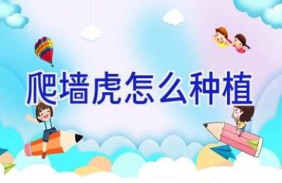 爬墙虎怎么种植