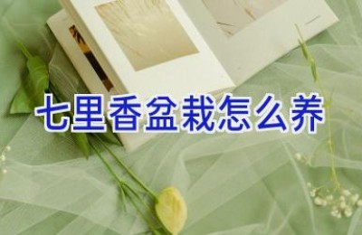 七里香盆栽怎么养