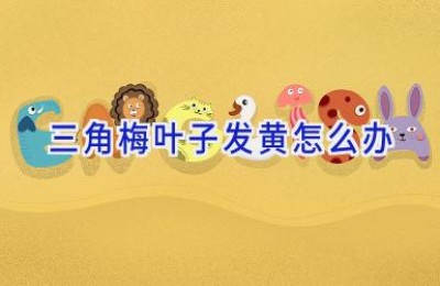 三角梅叶子发黄怎么办