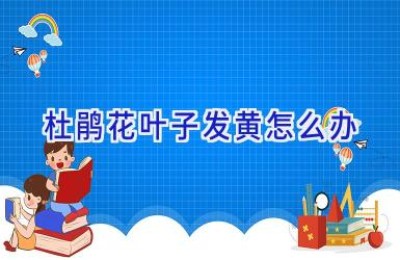 杜鹃花叶子发黄怎么办