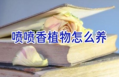 喷喷香植物怎么养