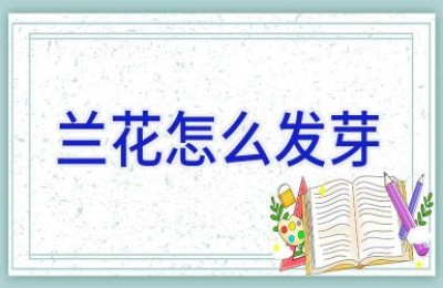 兰花怎么发芽