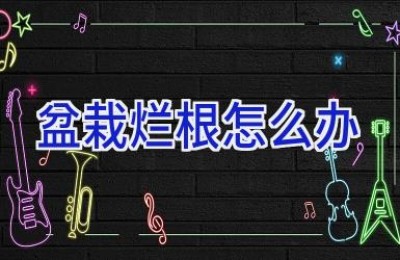 盆栽烂根怎么办