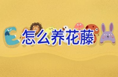 怎么养花藤
