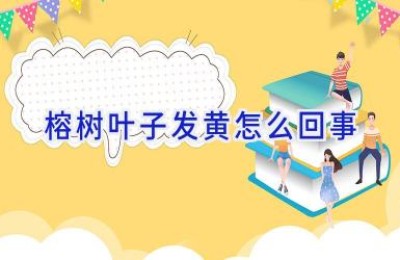 榕树叶子发黄怎么回事