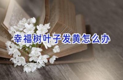 幸福树叶子发黄怎么办