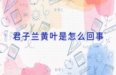 君子兰黄叶是怎么回事